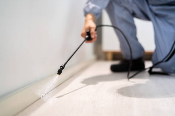 Licensed Wasp Removal service in Tolono, IL - Show Me Pest Control