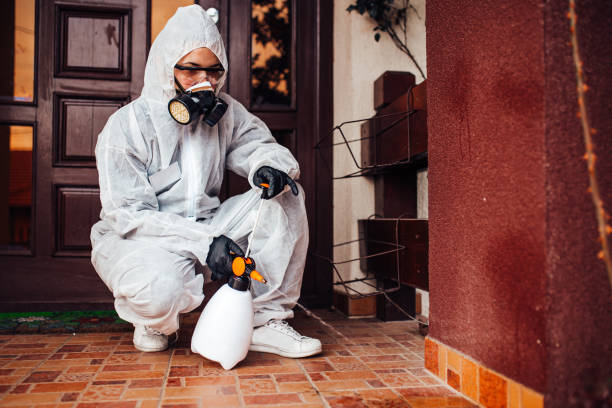 Reliable Wasp Removal contractor in Tolono, IL by Show Me Pest Control